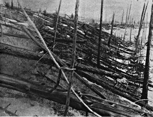 [The Tunguska asteroid impact in 1908 knocked down and burned trees over an area the size of a large city. Image credit: public domain. From http://en.wikipedia.org/wiki/File:Tunguska_event_fallen_trees.jpg]